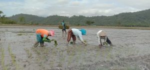 Solusi Gagal Panen, Petani di Konawe Bakal Proteksi Pakai AUTP