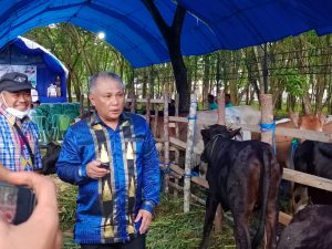 Pemkab Konawe Gelar Kontes Sapi Unggulan dan Panen Pedet