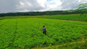 Pemdes Ameroro Konawe Manfaatkan 200 Hektar Lahan Sawah Untuk Menanam Palawija