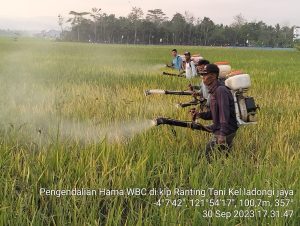 Masyarakat Desa Wiawia Keluhkan Hama Wereng, Pemkab Koltim Turun Tangan