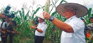 Bersama Pj Gubernur Sultra, Pj Bupati Konawe Panen Raya Tanaman Pangan Hortikultura
