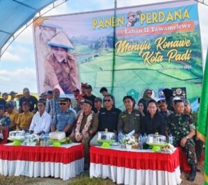 Bupati Konawe Panen Padi Perdana di Desa Tawamelewe Kecamatan Uepai